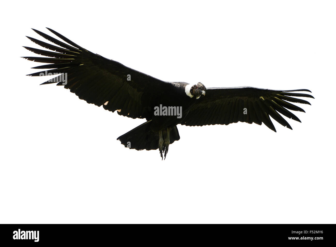 Male Andean Condor In Flight Shot In Highlands Of Ecuador Andes Mountain Against A White Cloud Stock Photo