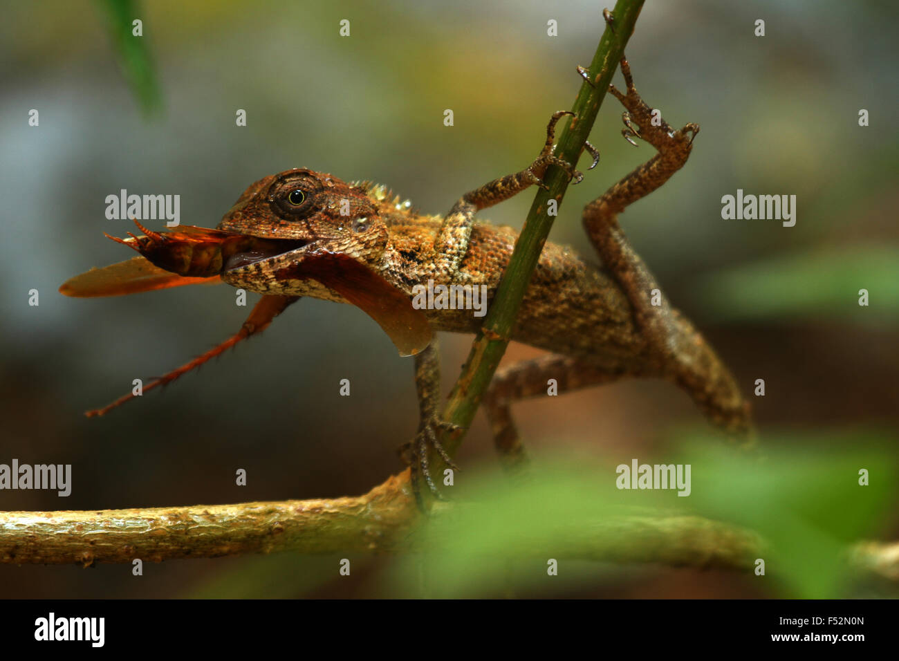 Lizard Eating Insect