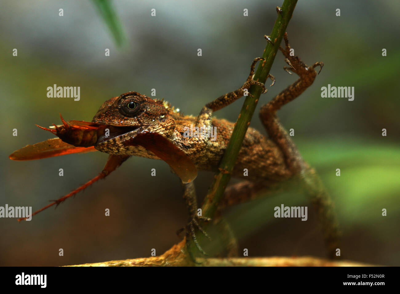 Lizard eating insect Stock Photo Alamy