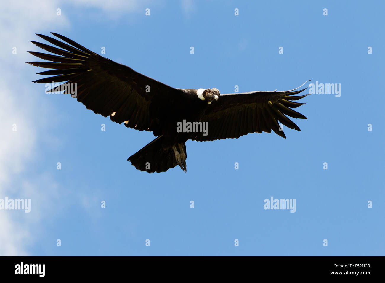 Male Andean Condor In Flight Shot In Highlands Of Ecuador Andes Mountain Stock Photo