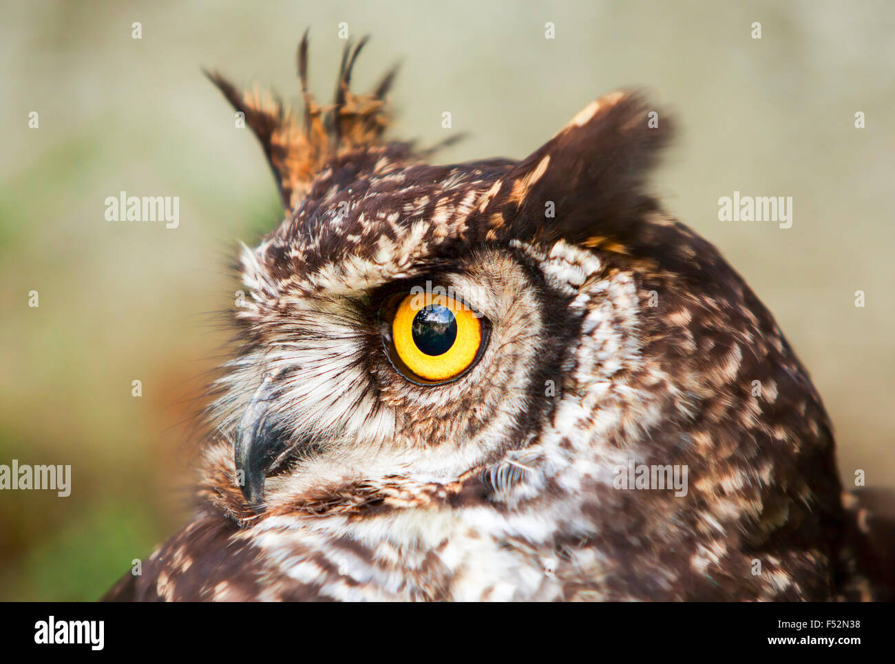 Owls Are The Order Strigiformes Constituting 200 Extant Bird Of Prey Species Most Are Solitary And Nocturnal Stock Photo