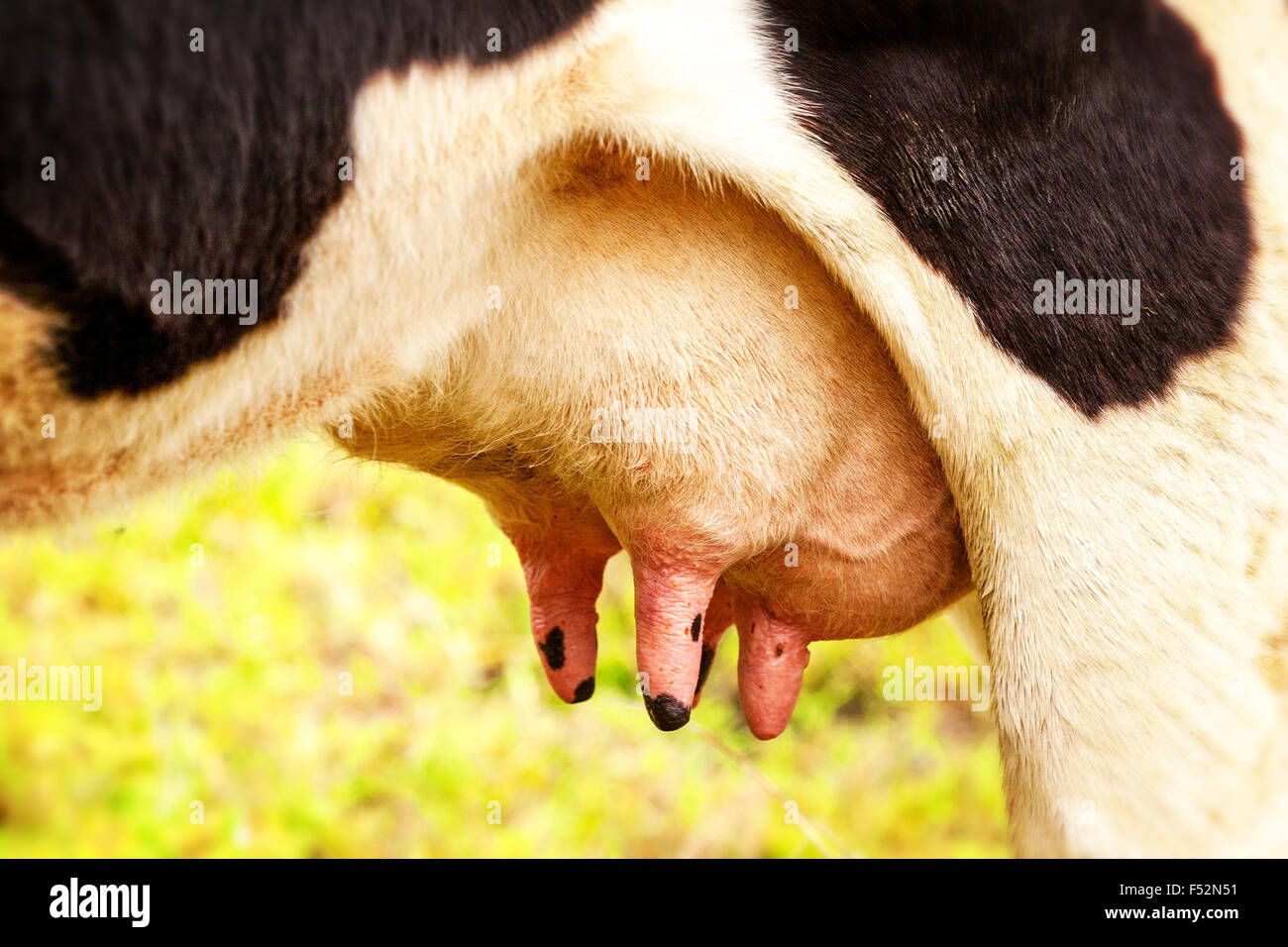 Fat Cow Udder Close Up Food Background Stock Photo