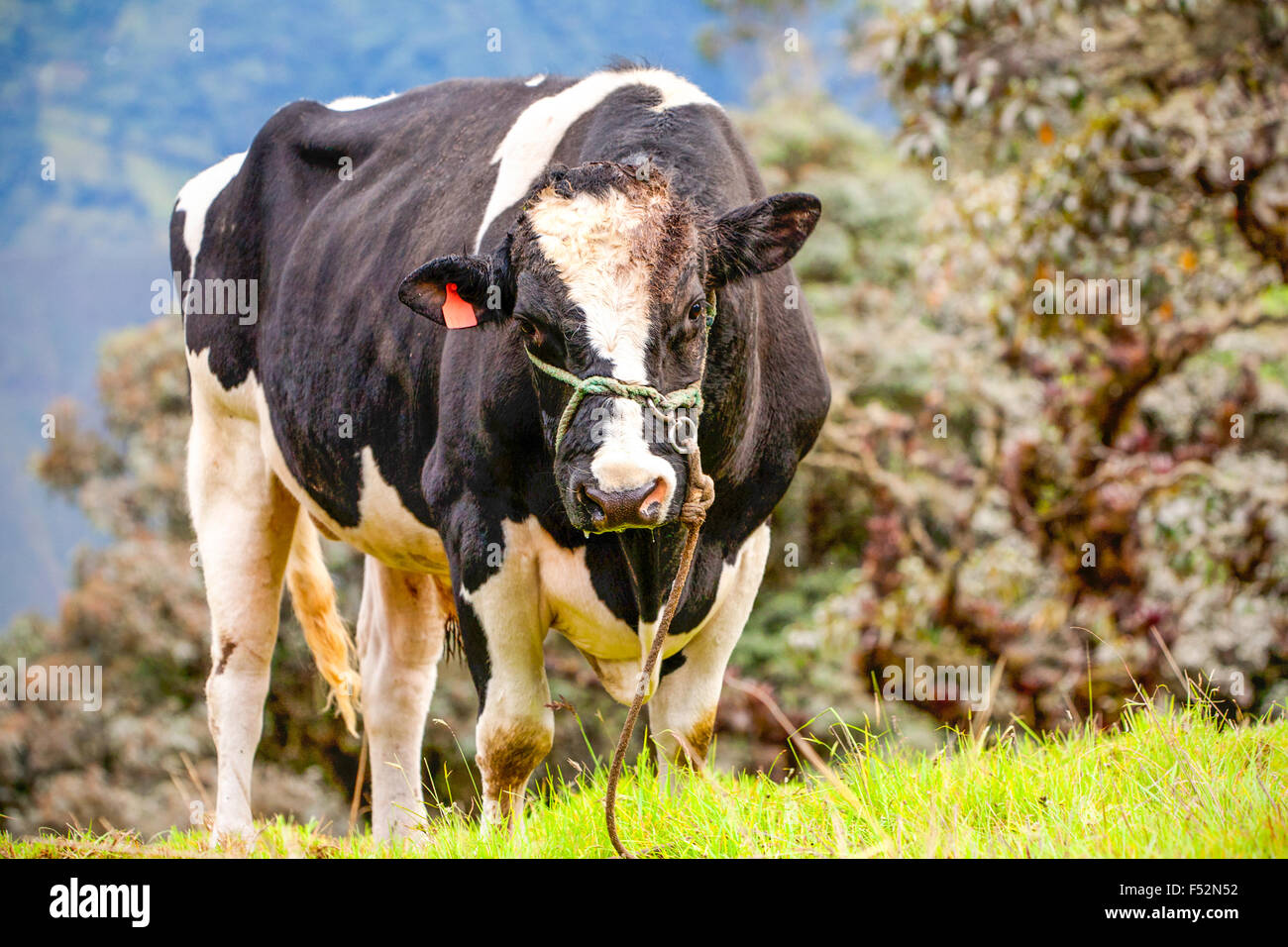 Free Range Domestic Cow Looking At The Viewer Stock Photo