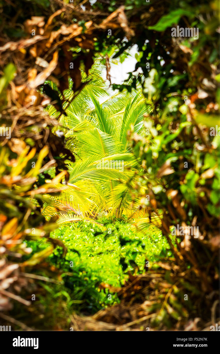 Basin of amazon river hires stock photography and images Alamy