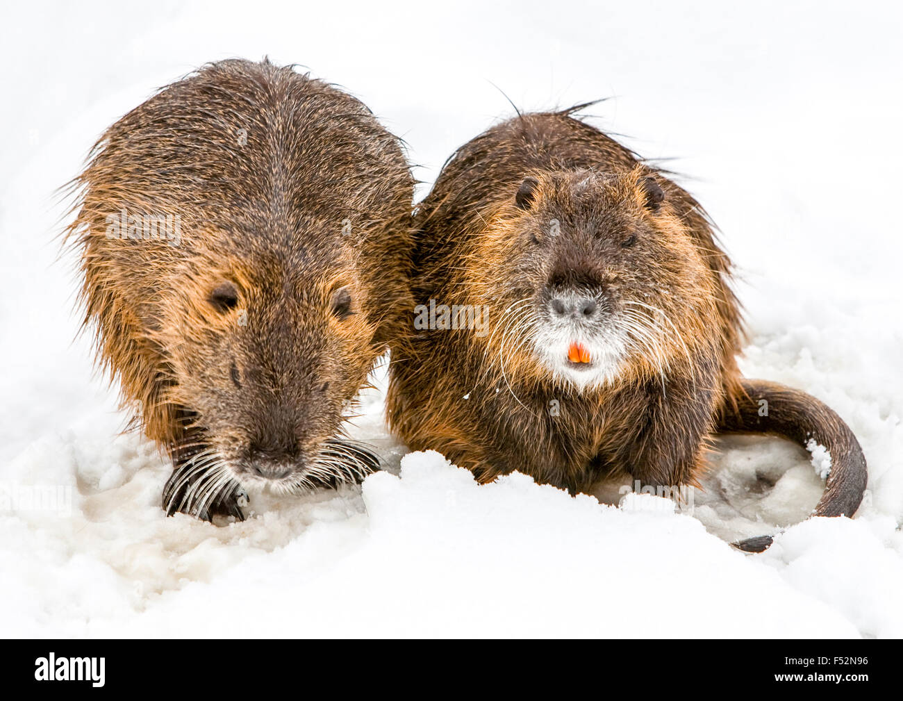 A Pair Of Beaver In Search For Food Close Up Stock Photo