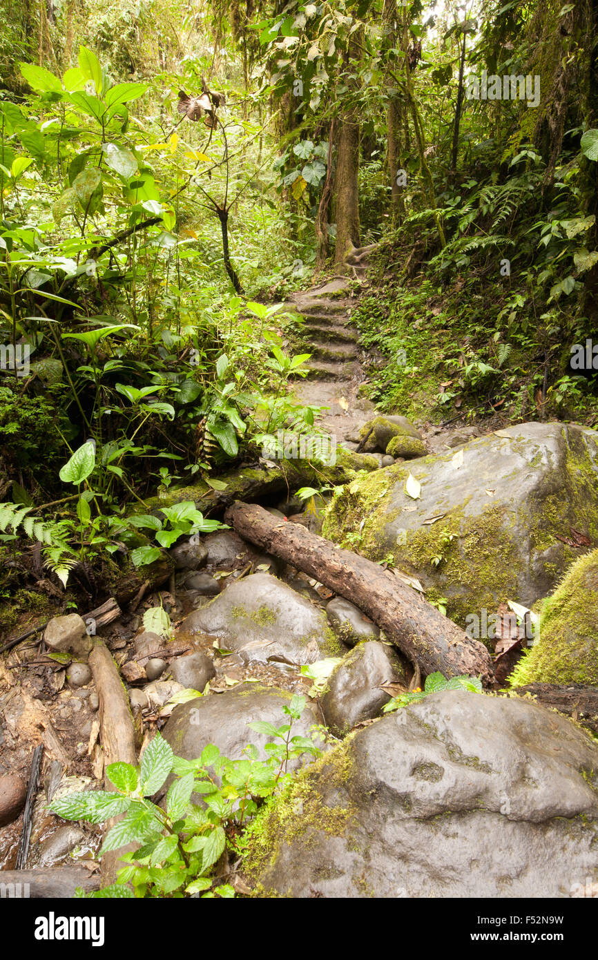 Amazon rain forest plant hi-res stock photography and images