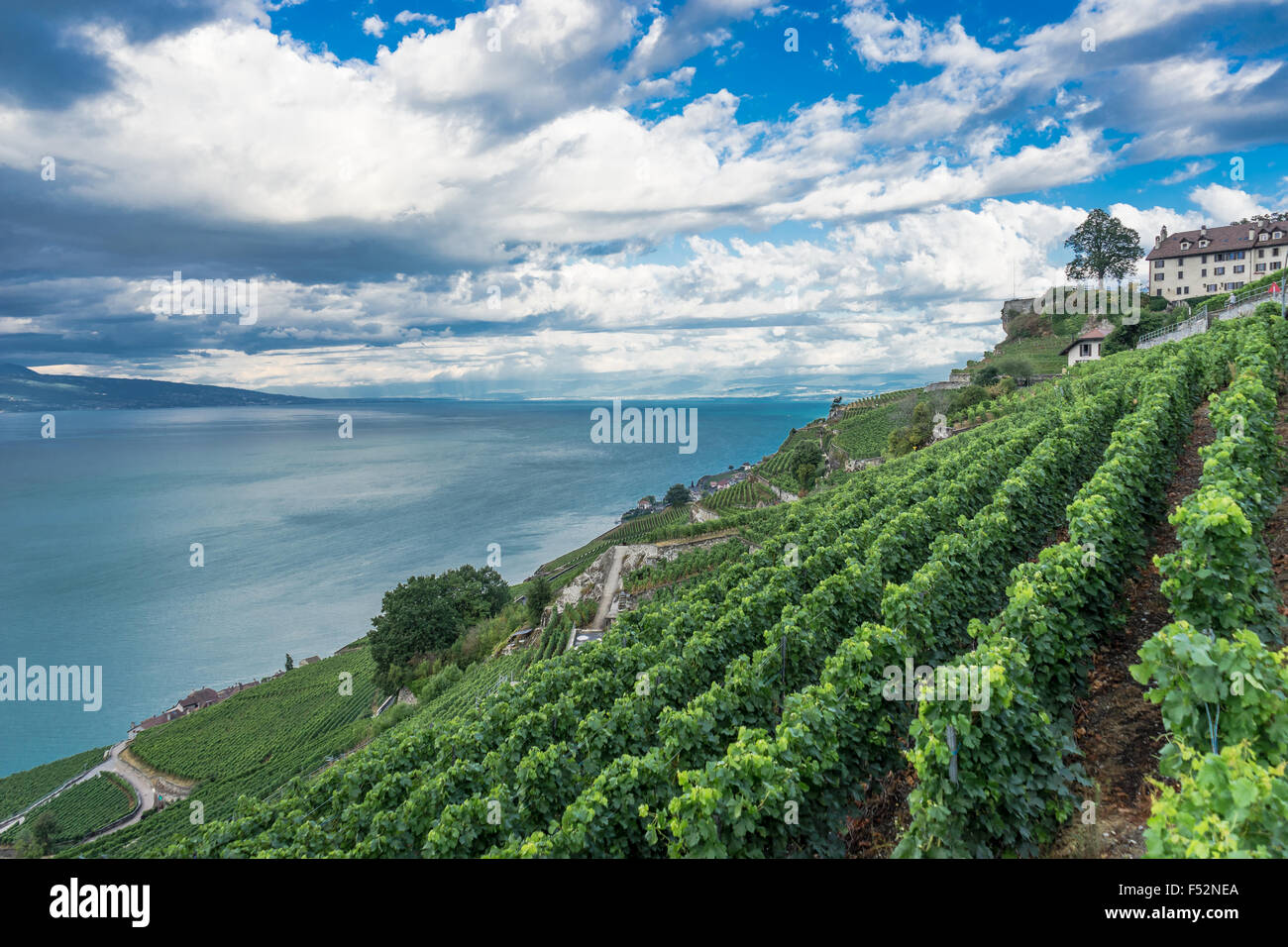 In the vineyards at Lavaux, a UNESCO World Heritage Site. Lake Geneva, Switzerland. Stock Photo