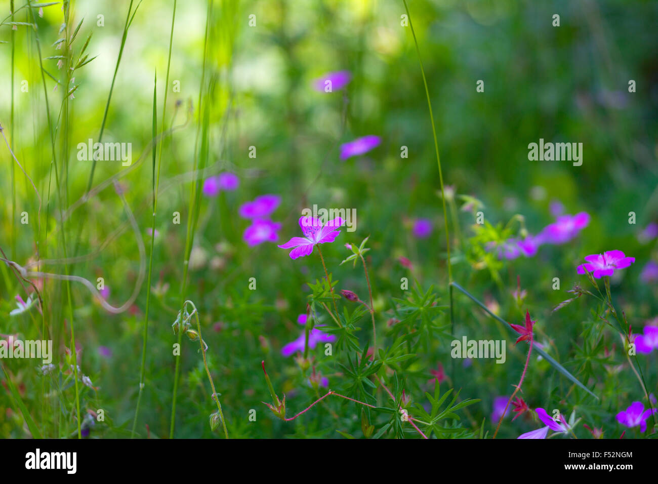 Countryside flowers hi-res stock photography and images - Alamy