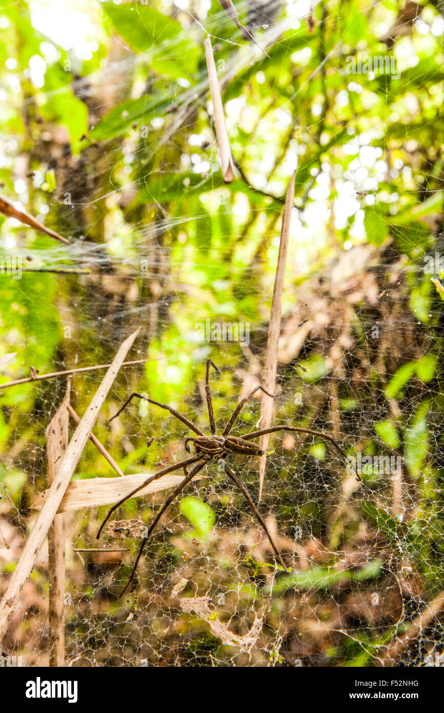 Amazon rainforest spider hires stock photography
