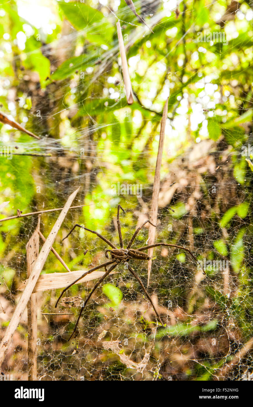 Large Spider In Amazon Rainforest Sitting On His Web Stock Photo