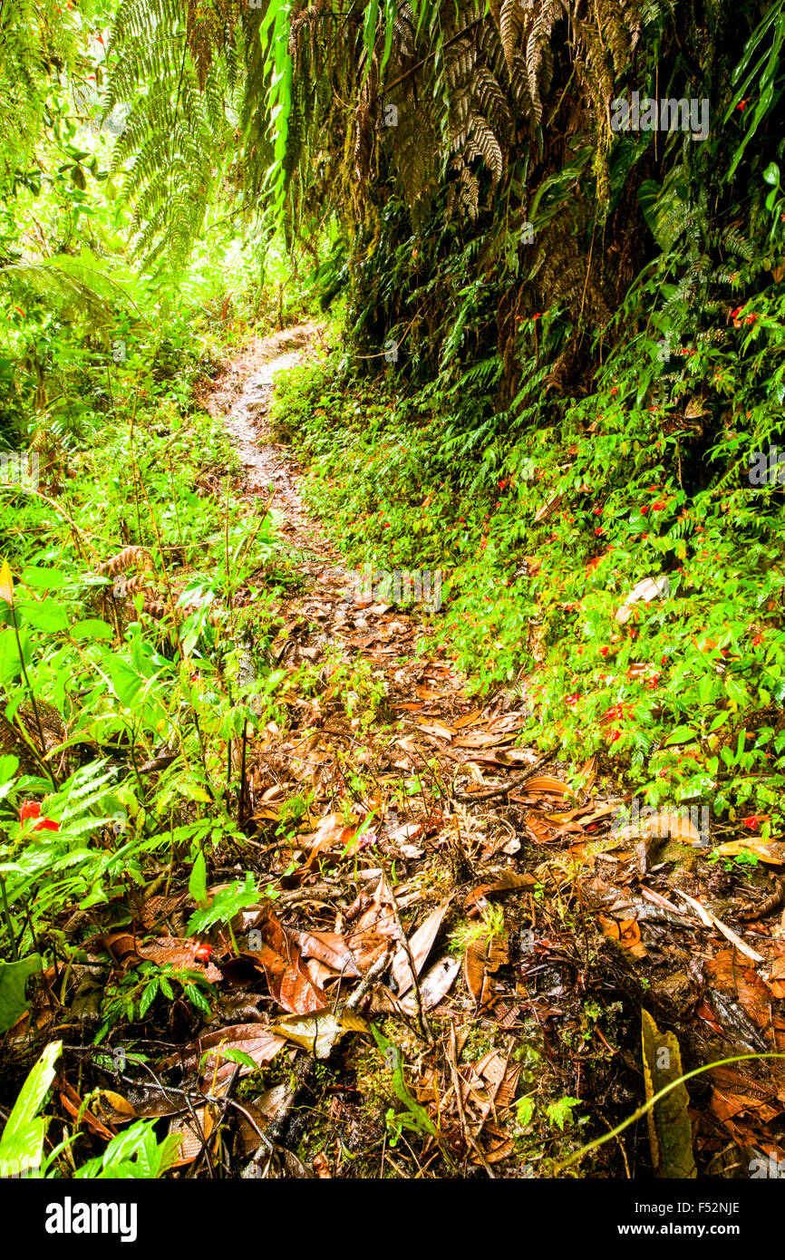 Walkway In The Amazon Rainforest After Heavy Precipitation Stock Photo Alamy