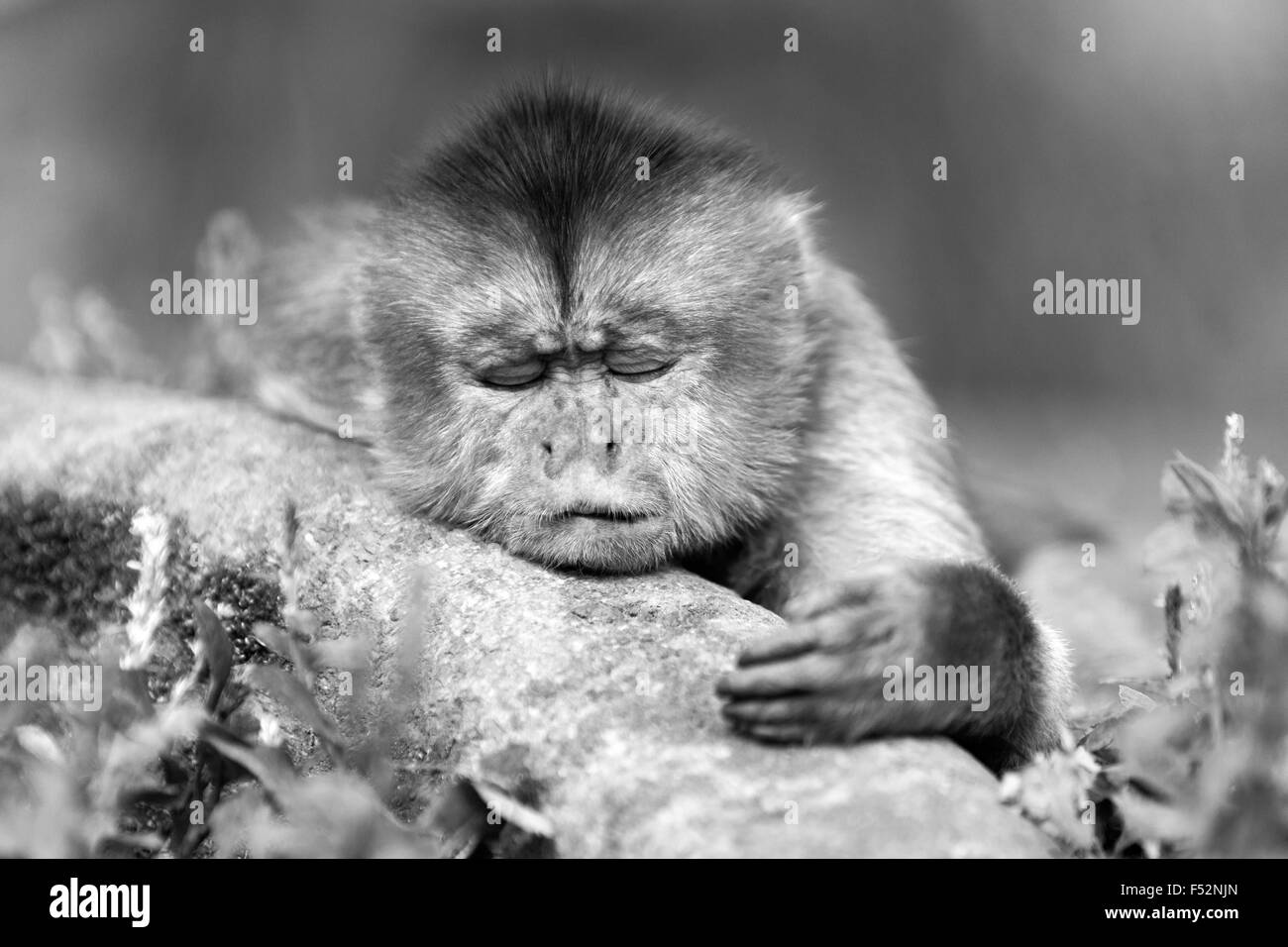 Capuchin Monkey Cub Lying On A Branch Shoot Into The Wild In Ecuadorian Rainforest Stock Photo