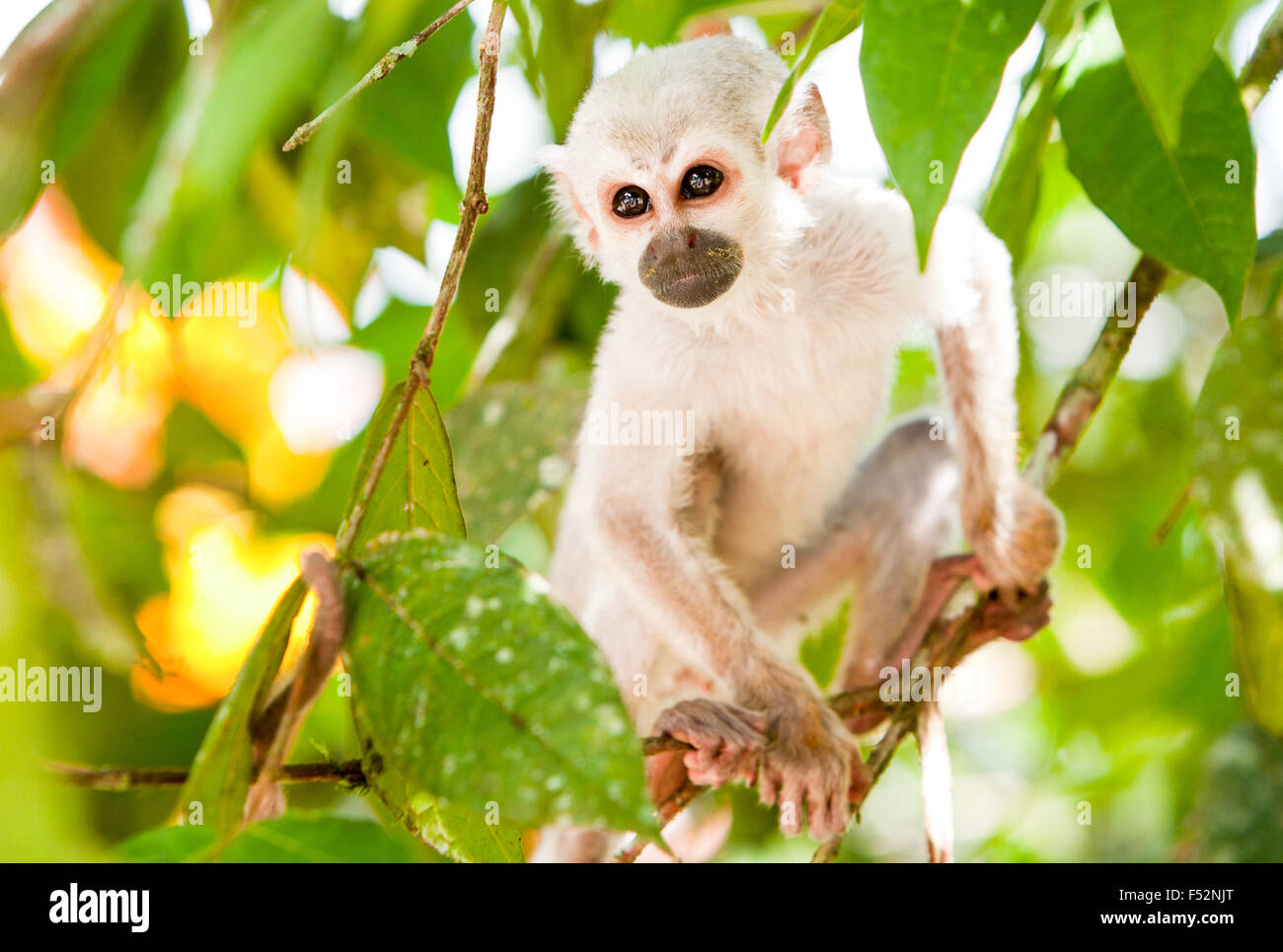 Saimiri Cub In The Amazon Rainforest Stock Photo