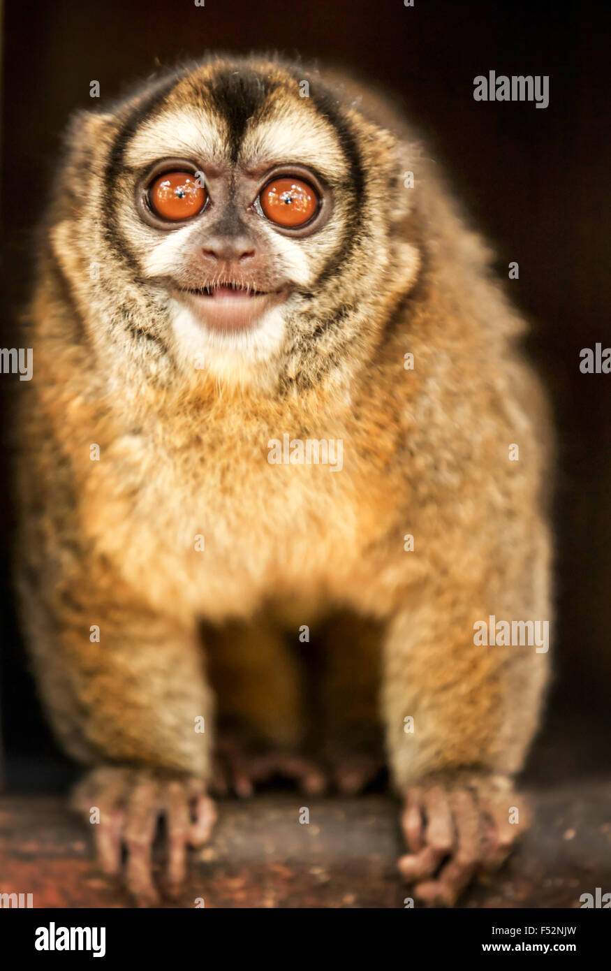 Owl Monkey Laughing At Spectators Shoot In A Animal Refuge In Brasil Stock Photo