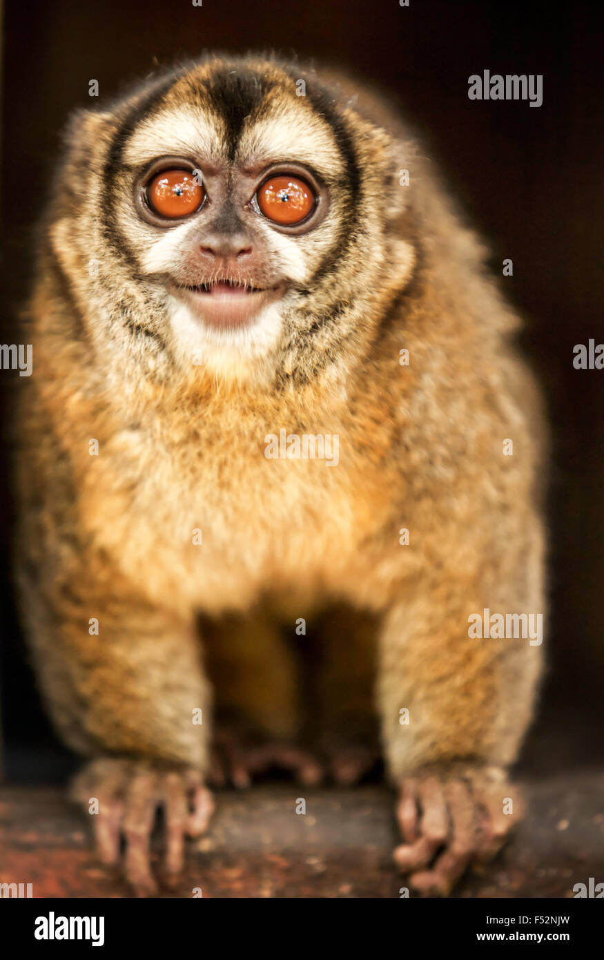 Owl monkey hires stock photography and images Alamy