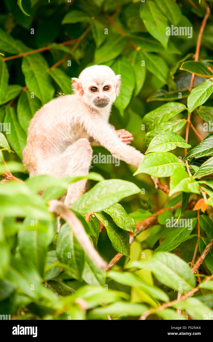 Saimiri Cub In The Amazon Rainforest Stock Photo