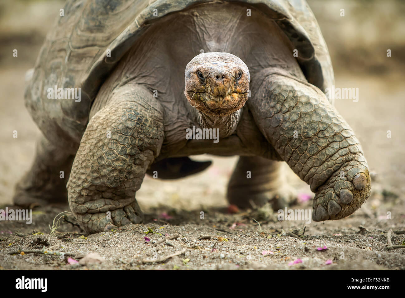 Galapagos Giant Tortoise Is The Largest Living Species Of Tortoise Reaching Weights Of Over 400 Kilograms And Lengths Of 1 8 Meters It Is Among The Lo Stock Photo