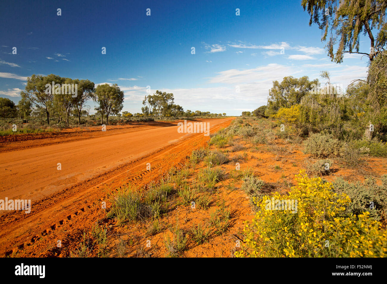 Long red sandy road slicing through Australian outback landscape with trees & golden wildflowers to distance horizon under blue sky Stock Photo