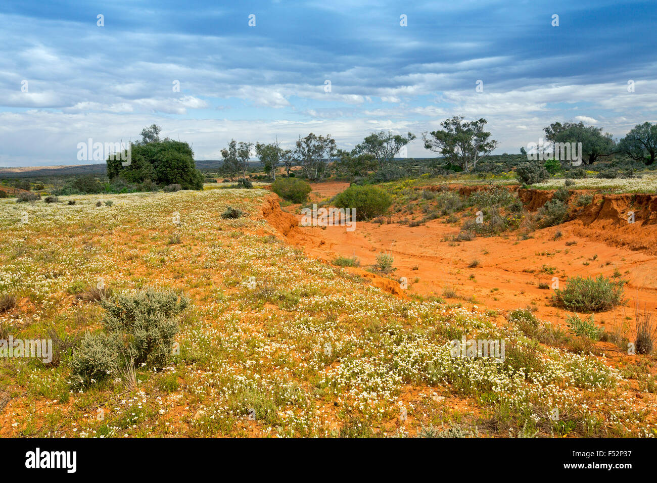 Colourful Australian outback landscape with vast red plains under blue sky carpeted with yellow & white wildflowers after rain Stock Photo