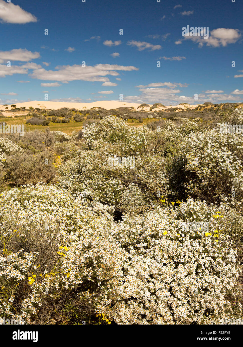 Australian outback landscape cloaked with mass of white wildflowers, Olearia pimeleoides, mallee daisy bush, under blue sky Stock Photo
