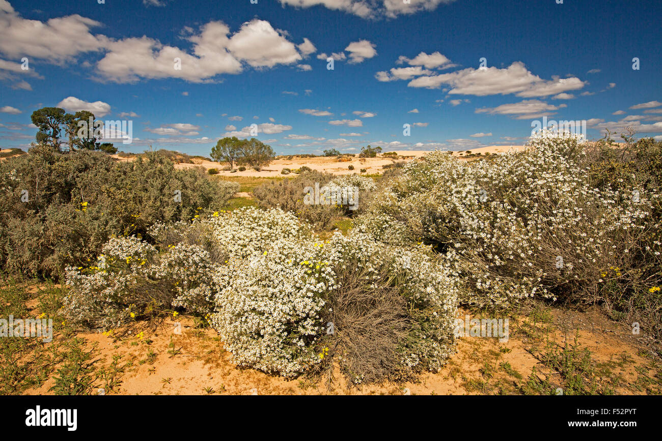 Australian outback landscape cloaked with mass of white wildflowers, Olearia pimeleoides, mallee daisy bush, under blue sky Stock Photo