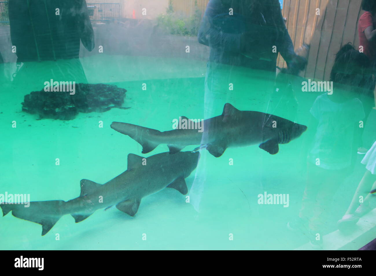 Sharks in Brooklyn (coney Island) aquarium Stock Photo - Sharks In Brooklyn Coney IslanD Aquarium F52RTA