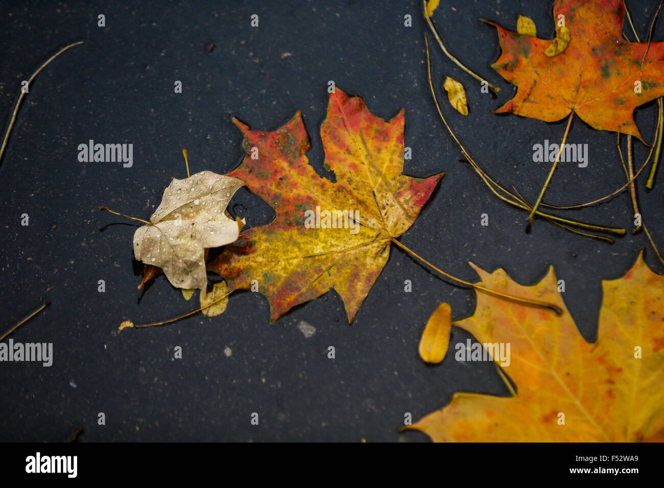 Freshly fallen autumn leaves on parking lot surface Stock Photo Alamy