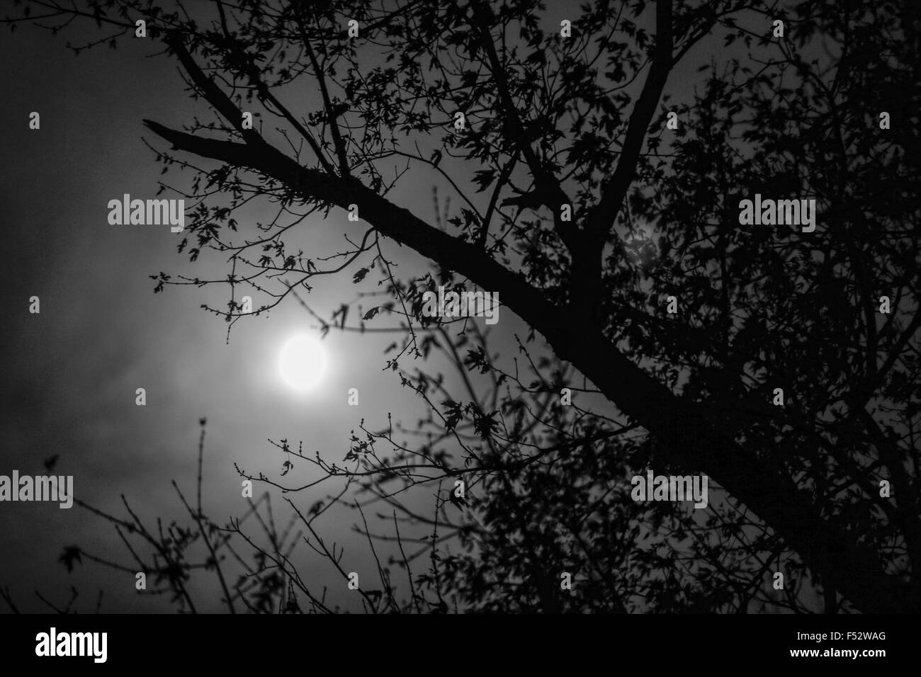 Moon shining through an autumn tree at night - fall Stock Photo