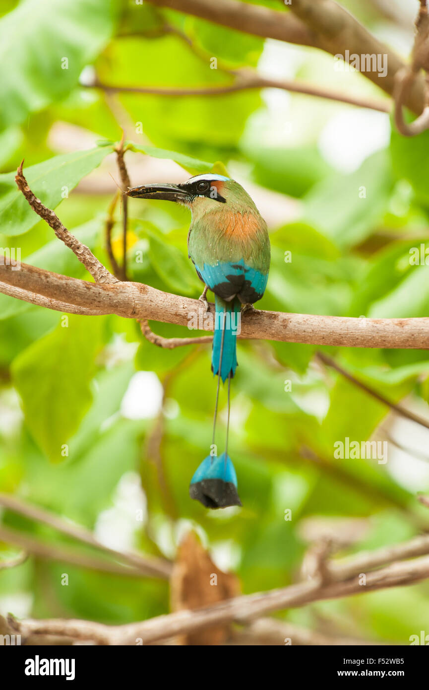 Wet turquoise browed mot mot sits in a almond tree in the rain holding an insect in its beak Stock Photo