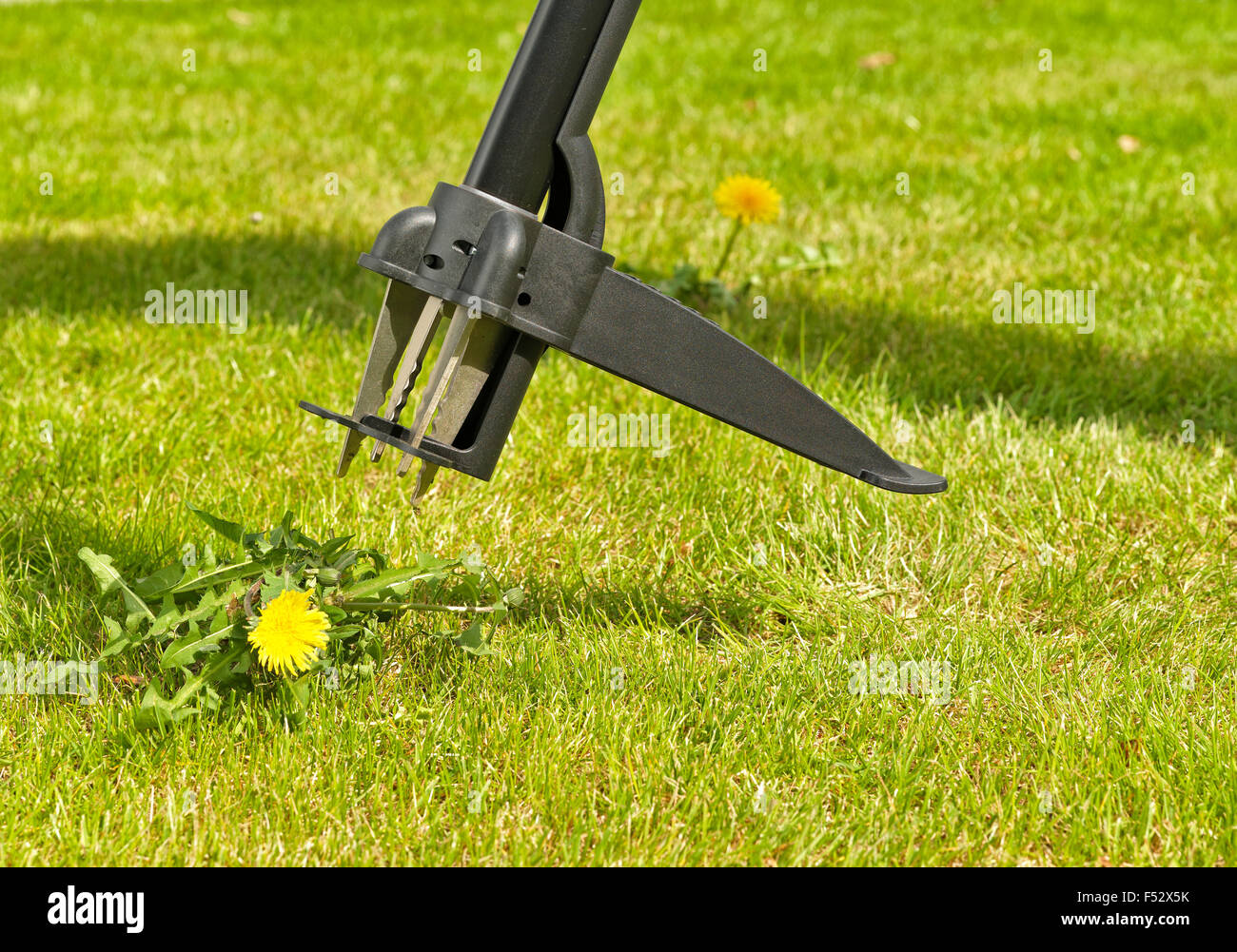 turf, lawns, weed, remove, dandelion Stock Photo Alamy