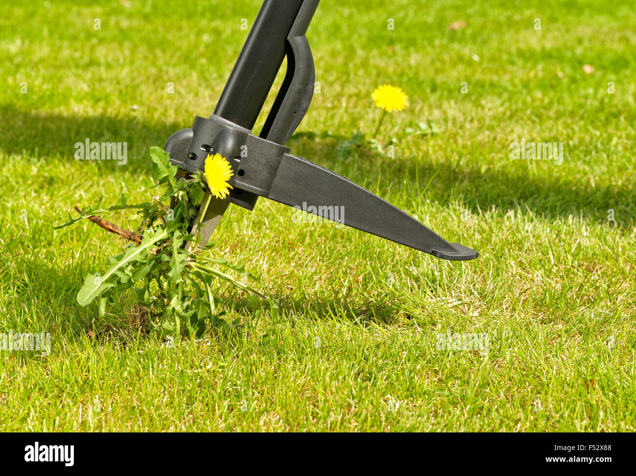 turf, lawns, weed, remove, dandelion Stock Photo