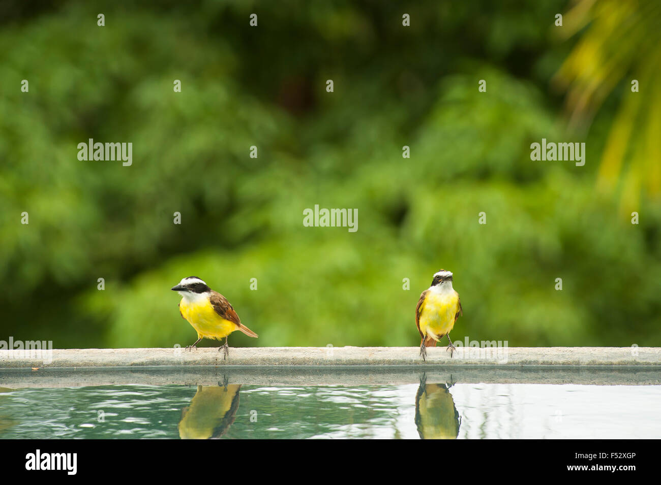 Two white ringed flycatchers rest at the edge of a pool in the tropical rain forest Stock Photo
