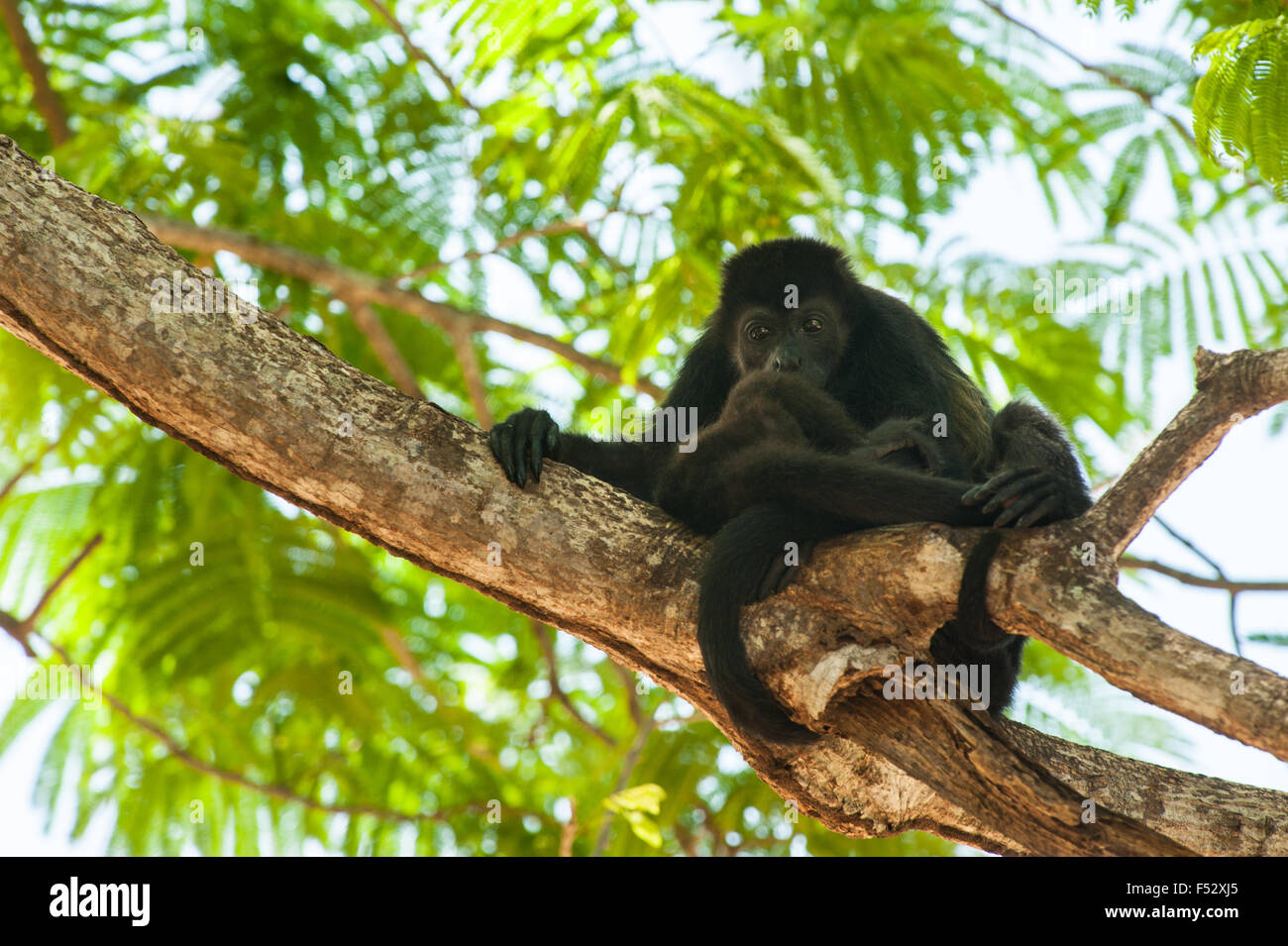 Mother Howler Monkey snuggling her baby while resting in the tree tops Stock Photo