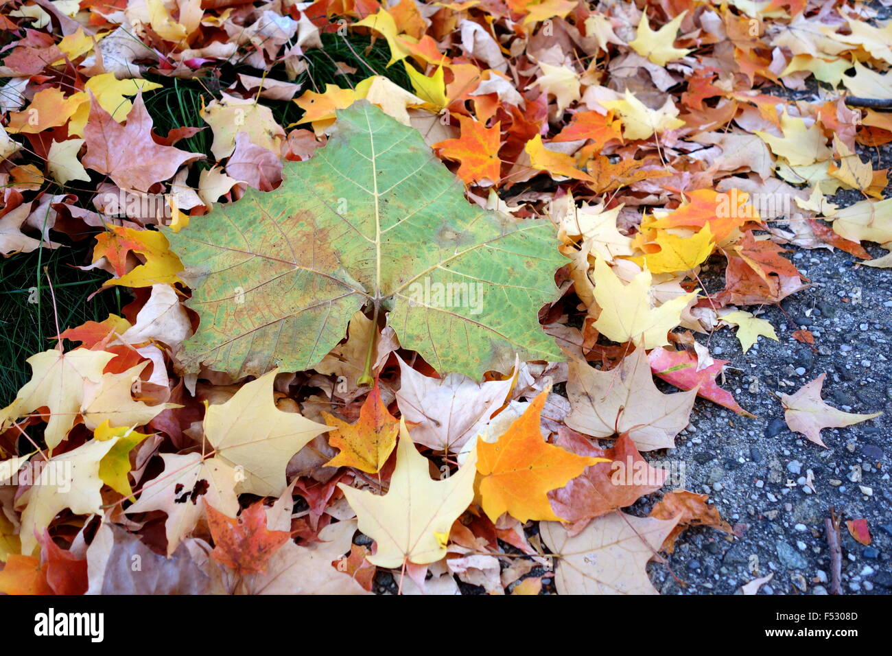 Colorful fall foliage Stock Photo - Alamy