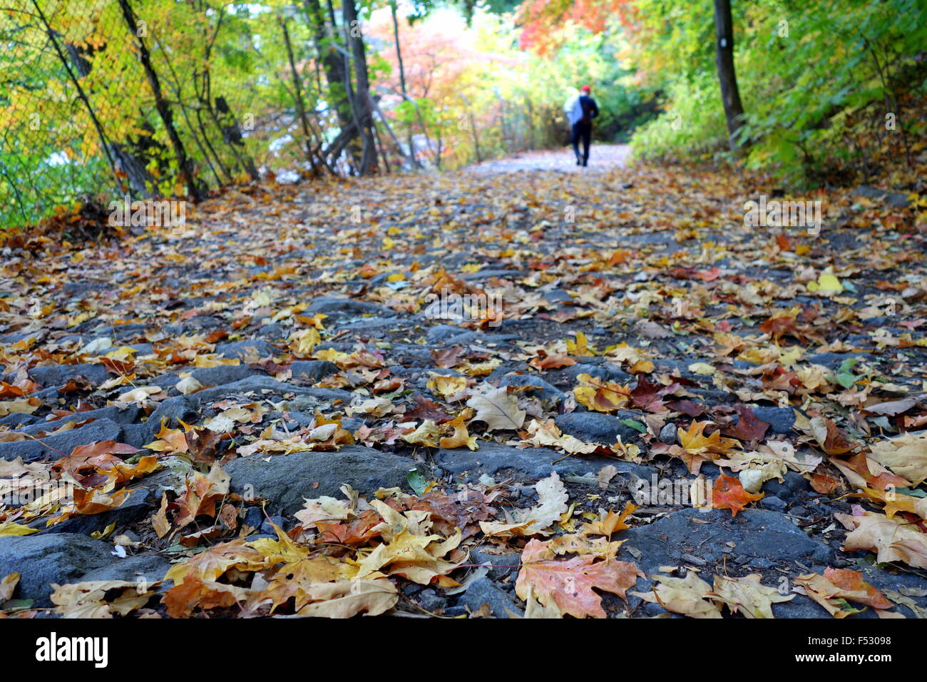 Man walking down a path of colorful fall leaves Stock Photo