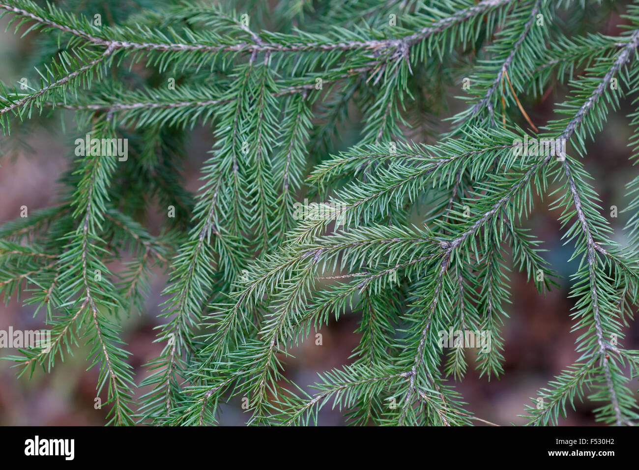 Fir tree branch background close up. Christmas background Stock Photo