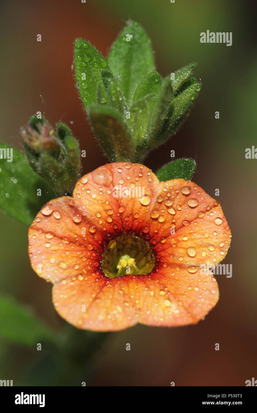 Mini slope petunia 'trio', Caliobrachoa hybrid Stock Photo