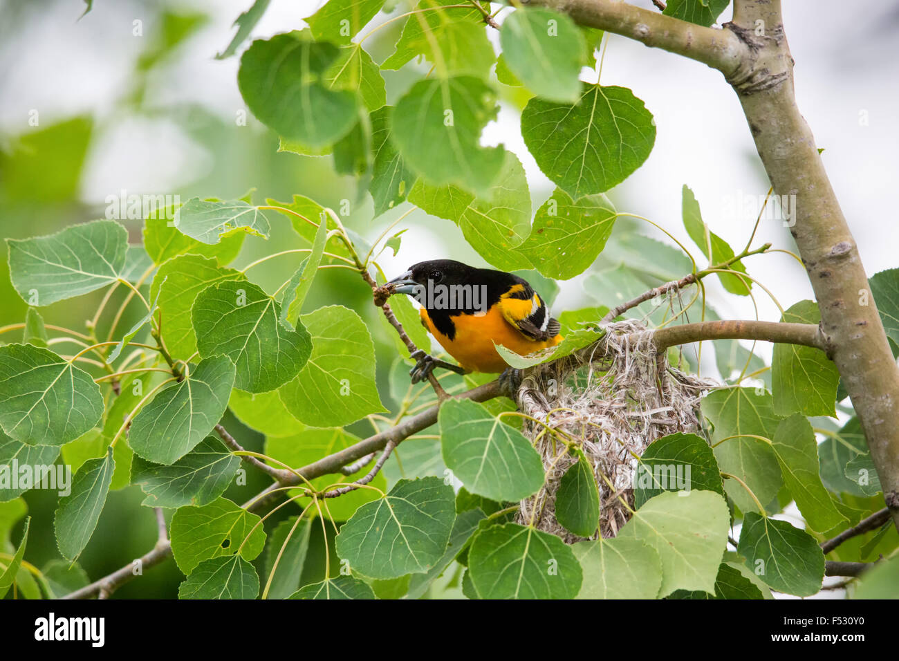 Baltimore oriole - male Stock Photo