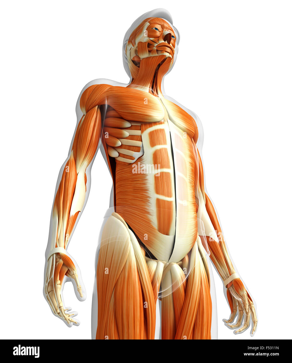 Physical Body 3d rendered illustration of human body anatomy Stock Photo - Alamy