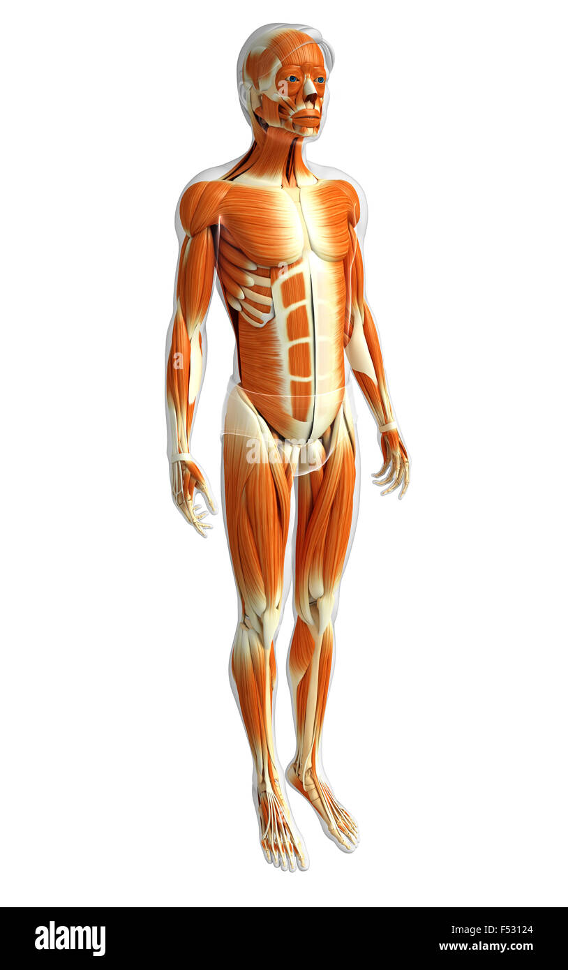 Physical Body 3d rendered illustration of human body anatomy Stock Photo - Alamy