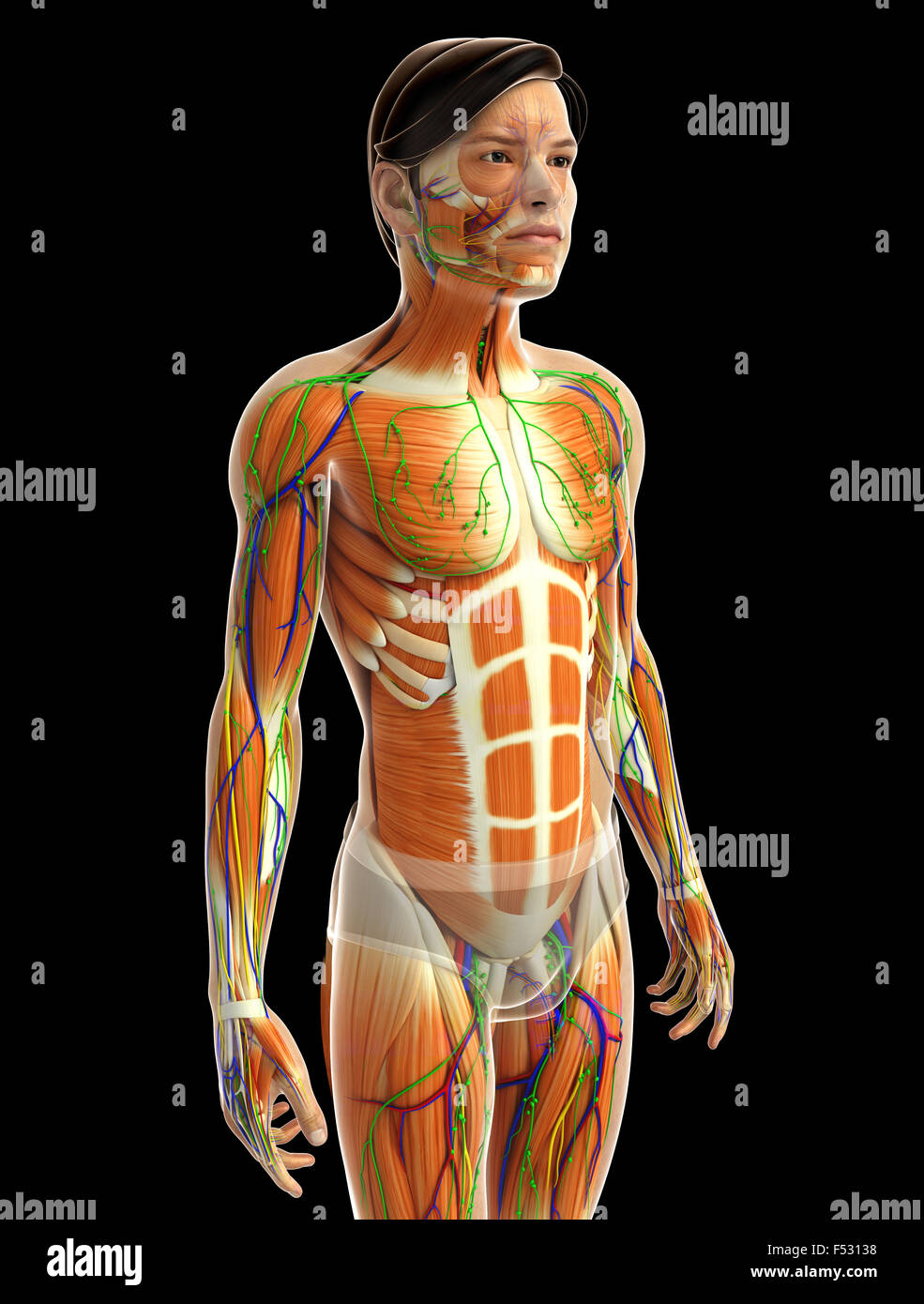 Physical Body 3d rendered illustration of human body anatomy Stock Photo - Alamy