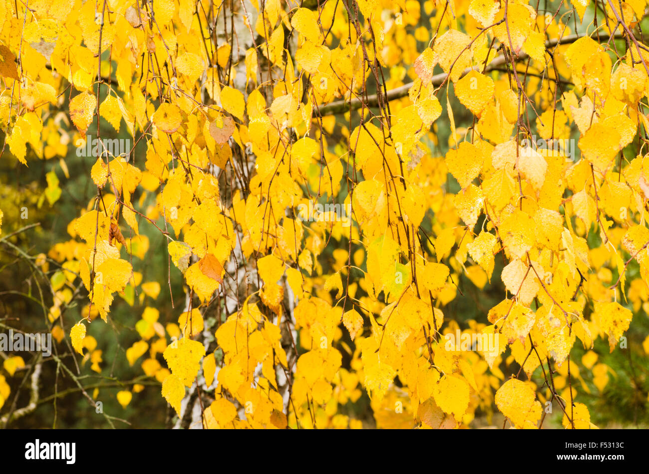 fall birch branch with yellow leaves Stock Photo - Alamy