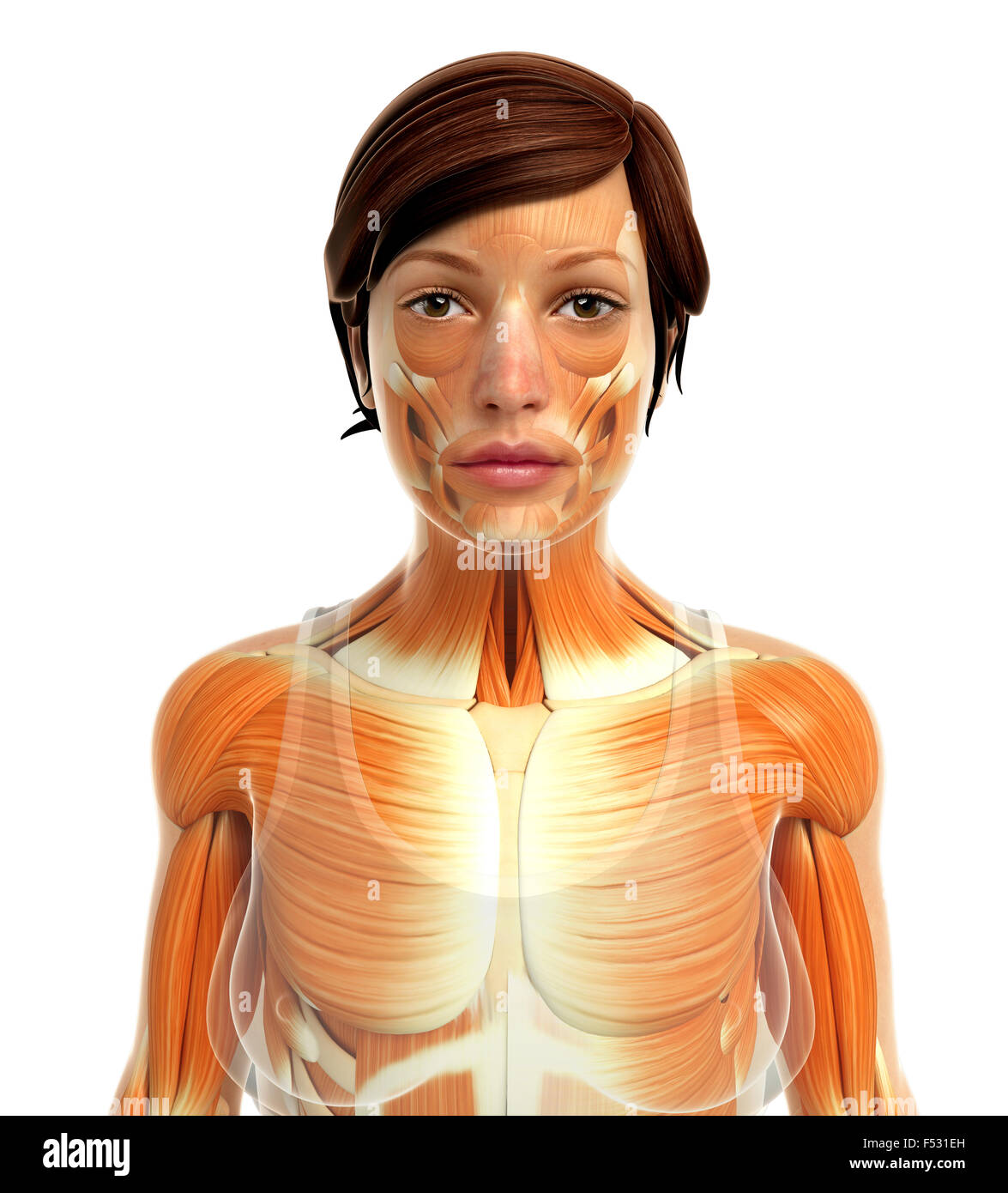 3d rendered illustration of human body anatomy Stock Photo Alamy