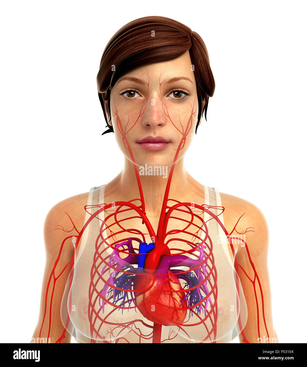 3d rendered illustration of human body anatomy Stock Photo Alamy