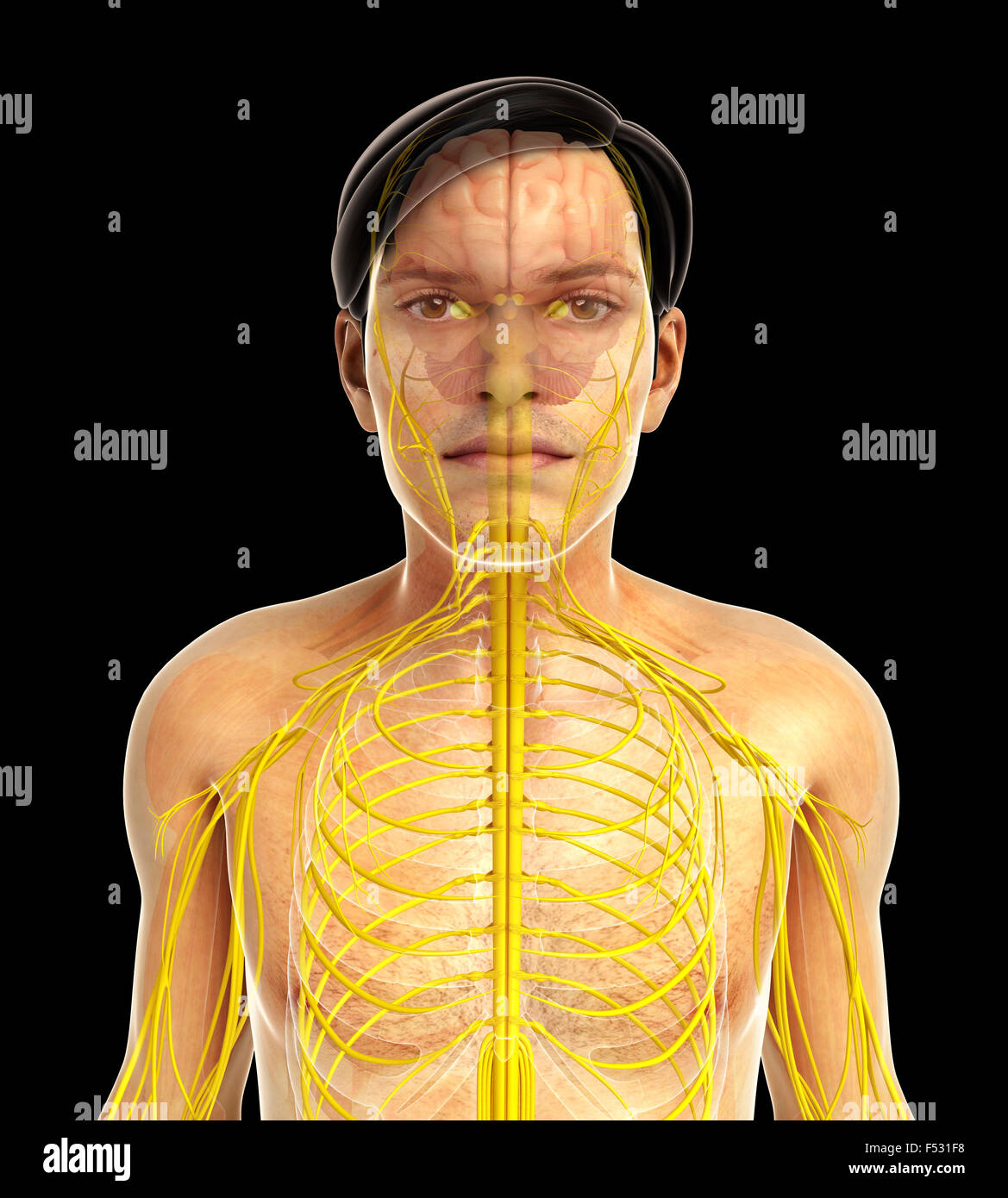 the-complete-human-body-by-alice-roberts-penguin-books-new-zealand