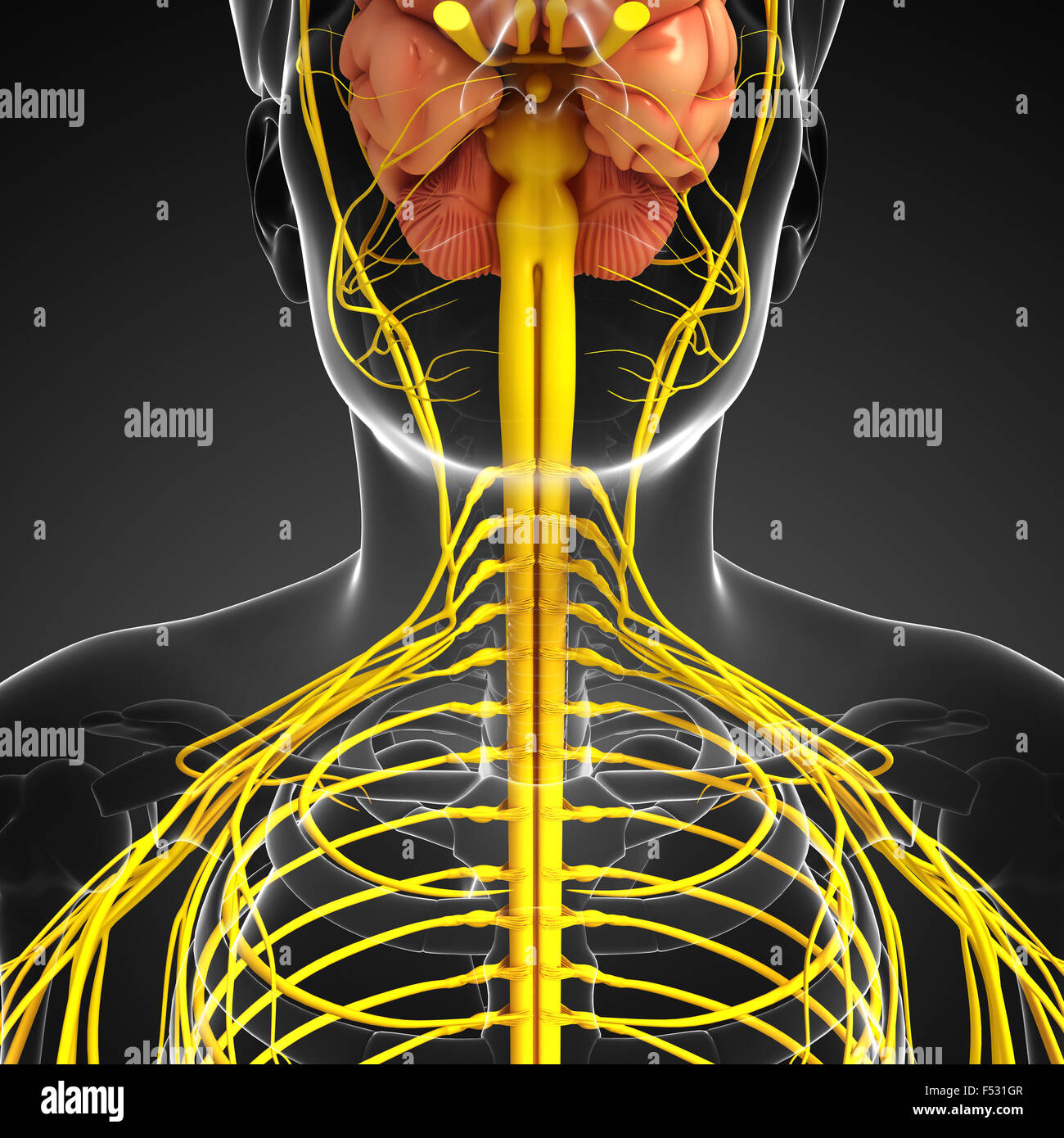 Illustration of Male nervous system artwork Stock Photo - Alamy