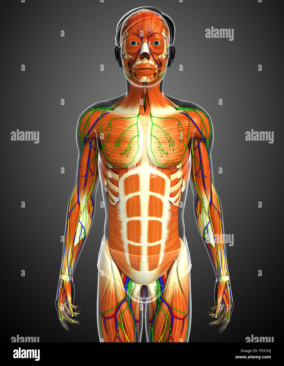 3d rendered illustration of human body anatomy Stock Photo - Alamy