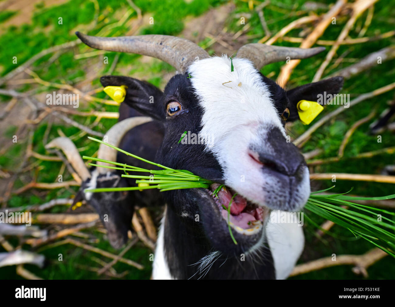 Goat eating grass Stock Photo Alamy