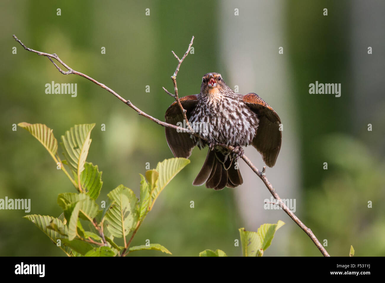 Red-winged blackbird Stock Photo