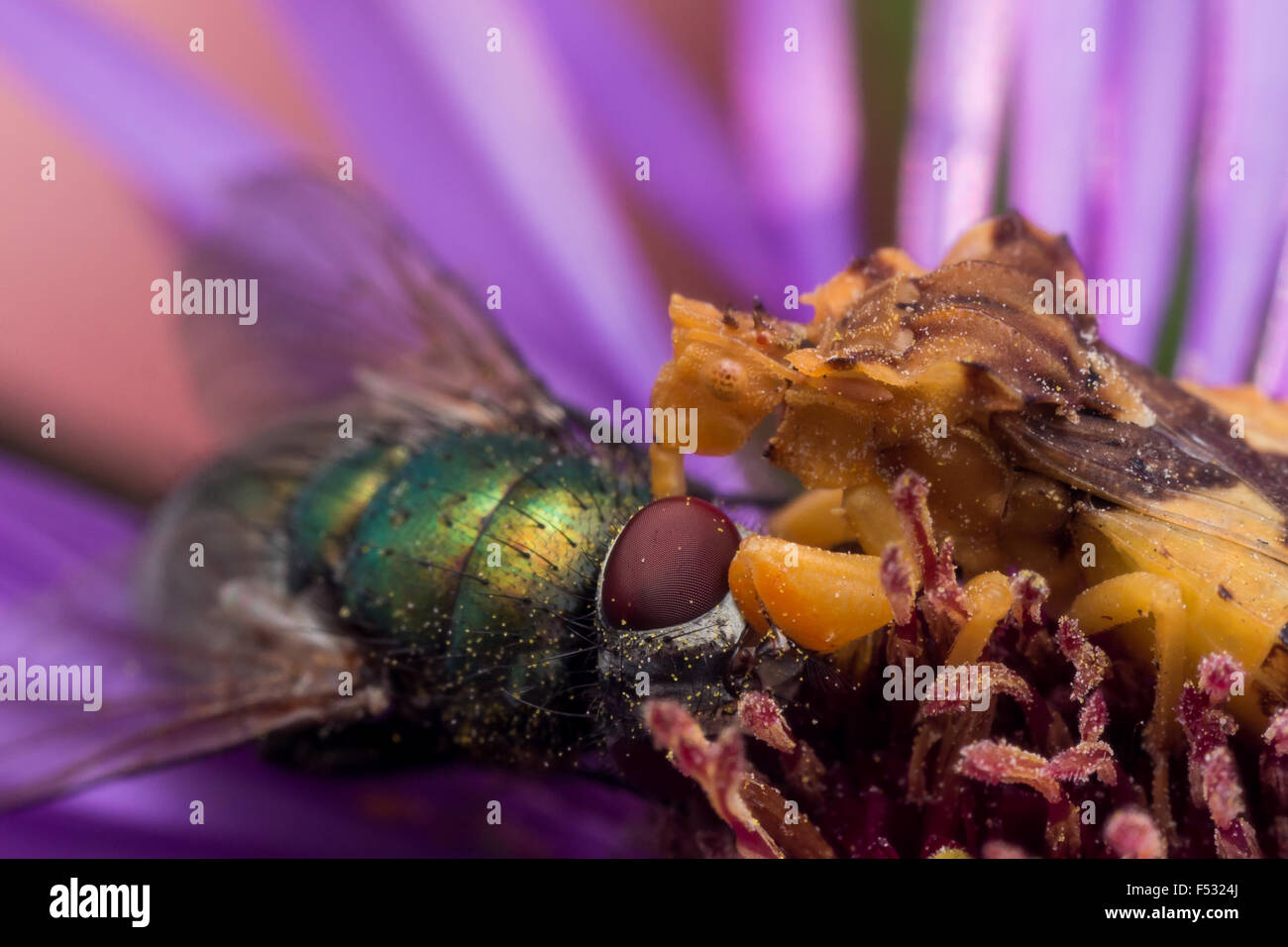 Ambush bug is using its long mouthparts to eat a bright green fly on an